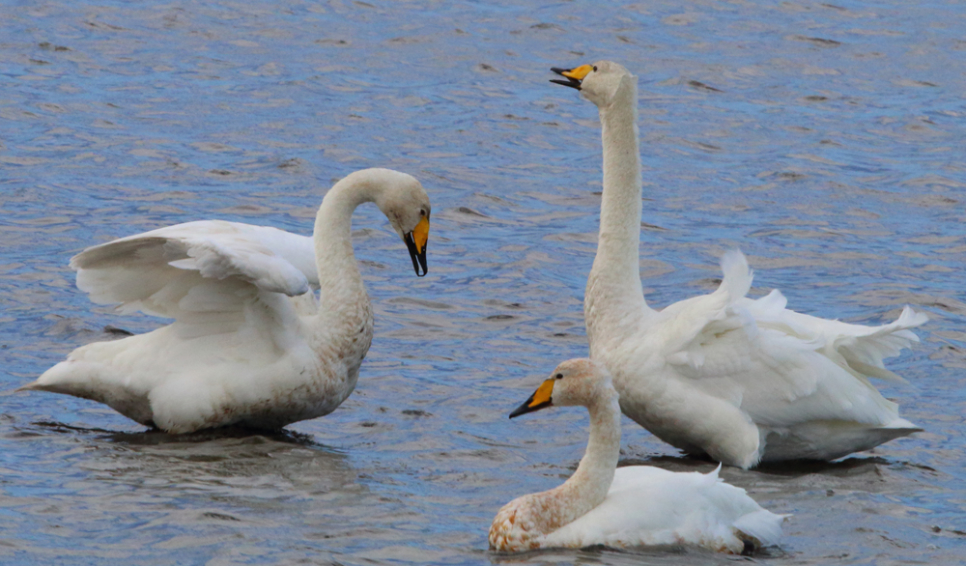 View: Swan feed  - 3.30pm